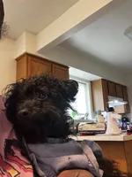 Eve, a female Poodle - Miniature  for sale in Rochester, NY – 2 of 2
