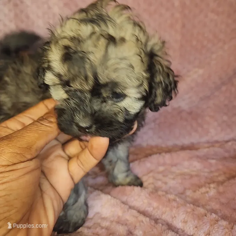 Benny – Shihpoo puppy for sale in Oxon Hill, MD