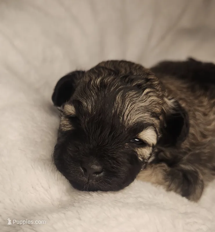 Benny – Shihpoo puppy for sale in Oxon Hill, MD