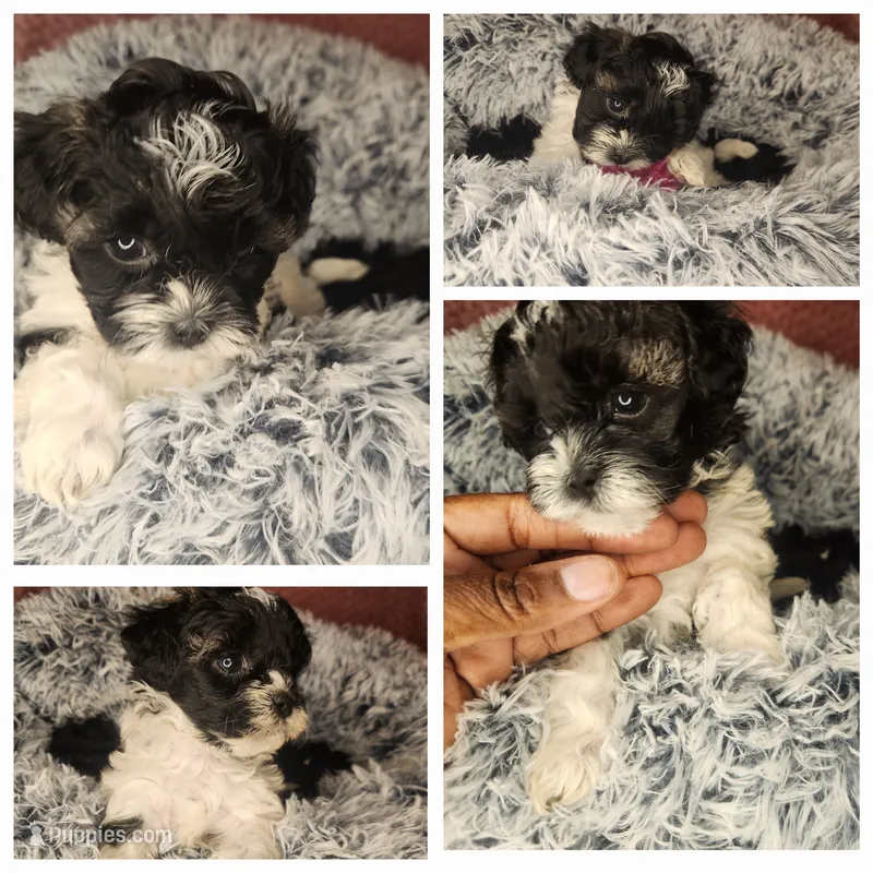 Amber – Shihpoo puppy for sale in Oxon Hill, MD