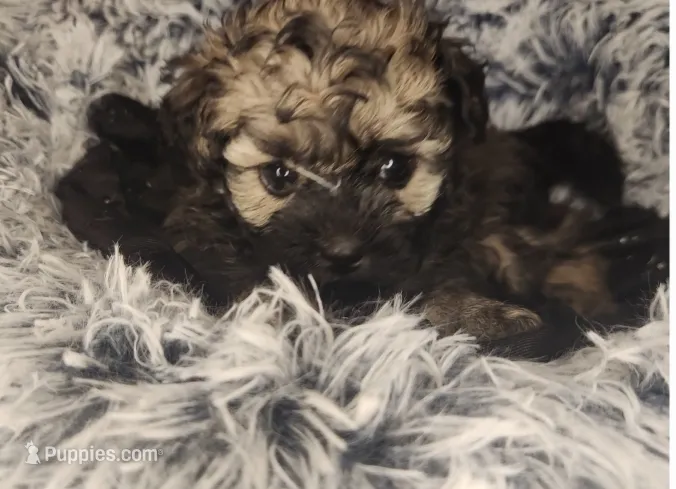 Benny – Shihpoo puppy for sale in Oxon Hill, MD