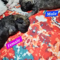 Benny, a male Shihpoo for sale in Oxon Hill, MD – 3 of 9