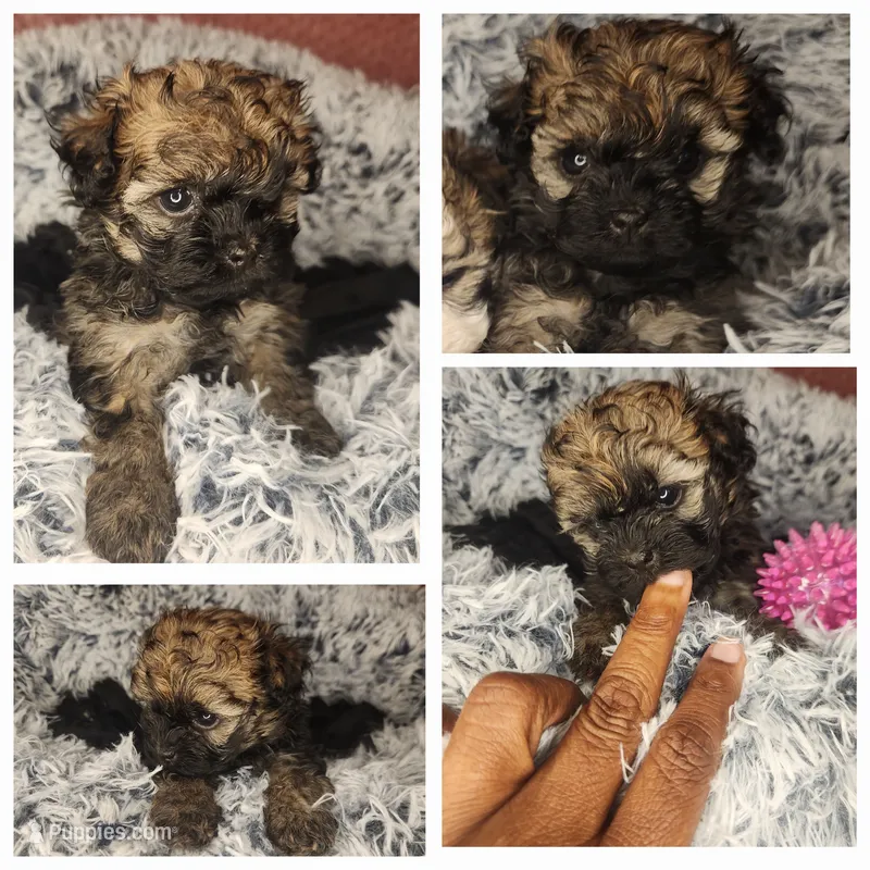 Hazel  – Shihpoo puppy on hold in Oxon Hill, MD