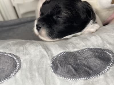 Amber, a female Shihpoo for sale in Oxon Hill, MD – 3 of 5