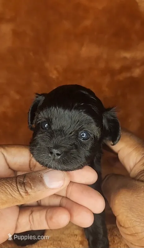 Luke – Shihpoo puppy for sale in Oxon Hill, MD