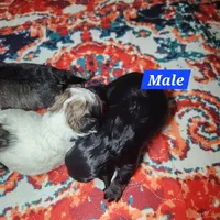 Oliver, a male Shihpoo for sale in Oxon Hill, MD – 4 of 8