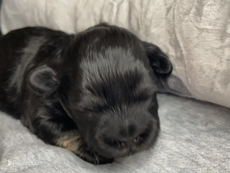 Oliver – Shihpoo puppy for sale in Oxon Hill, MD
