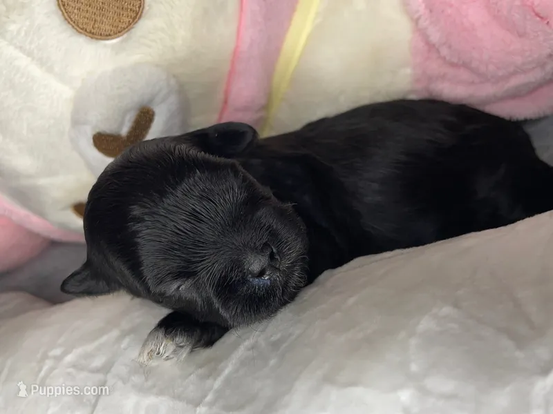 Luke – Shihpoo puppy for sale in Oxon Hill, MD