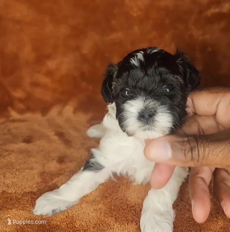 Amber – Shihpoo puppy for sale in Oxon Hill, MD