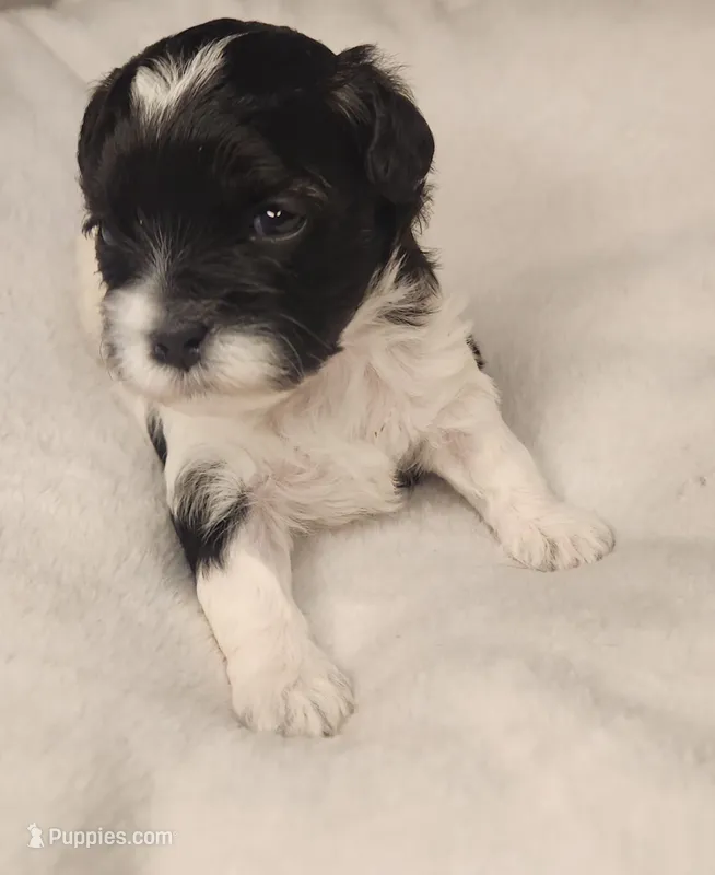 Amber – Shihpoo puppy for sale in Oxon Hill, MD