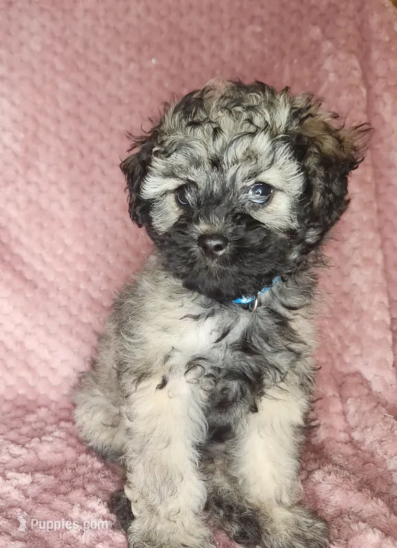 Benny – Shihpoo puppy for sale in Oxon Hill, MD