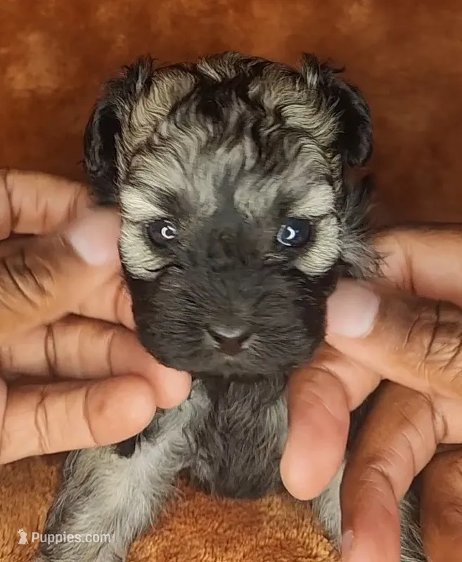 Benny – Shihpoo puppy for sale in Oxon Hill, MD