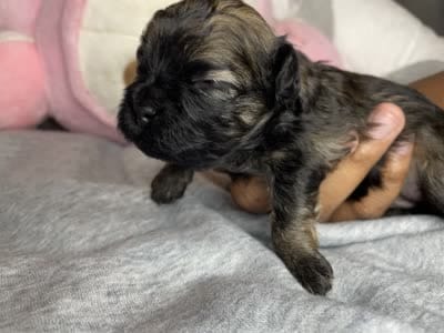 Hazel , a female Shihpoo for sale in Oxon Hill, MD – 2 of 5