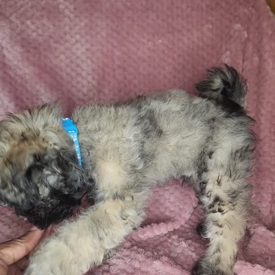 Benny, a male Shihpoo for sale in Oxon Hill, MD – 5 of 5