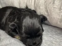 Oliver, a male Shihpoo for sale in Oxon Hill, MD – 2 of 8