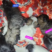Oliver, a male Shihpoo for sale in Oxon Hill, MD – 6 of 8