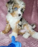 Piper, a female Cavapoo for sale in Oxon Hill, MD – 4 of 6
