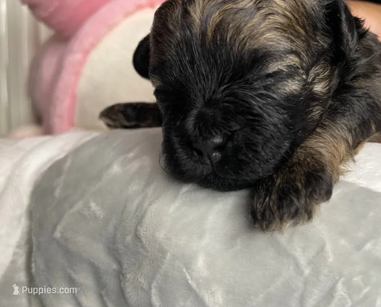 Hazel  – Shihpoo puppy for sale in Oxon Hill, MD