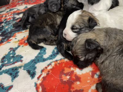 Bailey , a female Shihpoo for sale in Oxon Hill, MD – 5 of 7