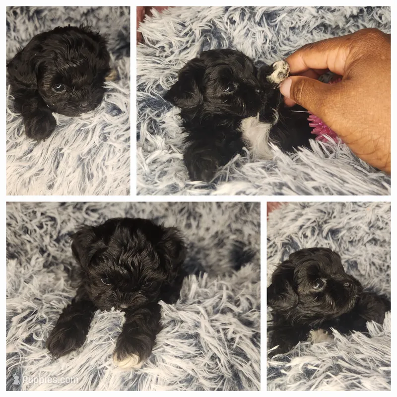 Luke – Shihpoo puppy for sale in Oxon Hill, MD