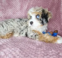 Piper, a female Cavapoo for sale in Oxon Hill, MD – 5 of 6