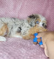 Piper, a female Cavapoo for sale in Oxon Hill, MD – 2 of 6
