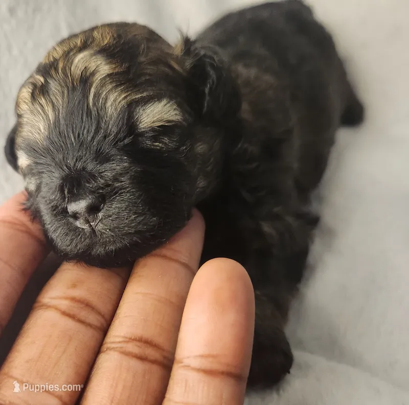 Hazel  – Shihpoo puppy for sale in Oxon Hill, MD