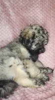 Benny, a male Shihpoo for sale in Oxon Hill, MD – 2 of 5