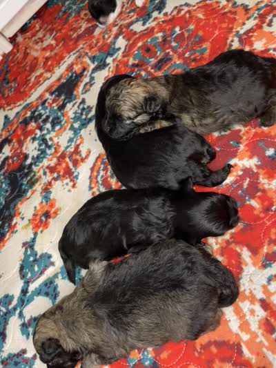 Luke, a male Shihpoo for sale in Oxon Hill, MD – 4 of 7
