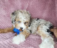 Piper, a female Cavapoo for sale in Oxon Hill, MD – 6 of 6