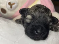Benny, a male Shihpoo for sale in Oxon Hill, MD – 2 of 9
