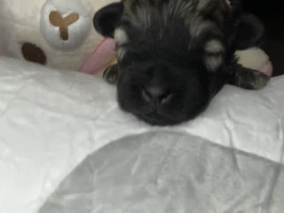 Benny, a male Shihpoo for sale in Oxon Hill, MD – 8 of 9