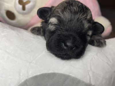 Benny, a male Shihpoo for sale in Oxon Hill, MD – 5 of 9