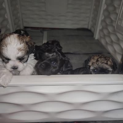 Benny, a male Shihpoo for sale in Oxon Hill, MD – 4 of 5