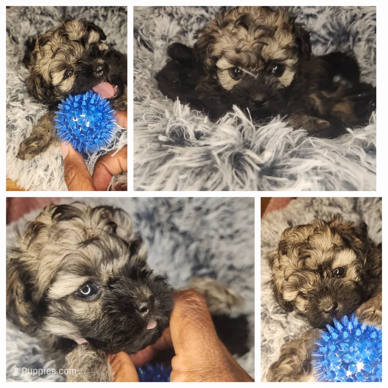 Benny – Shihpoo puppy for sale in Oxon Hill, MD