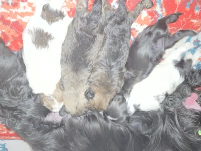 Benny, a male Shihpoo for sale in Oxon Hill, MD – 7 of 9