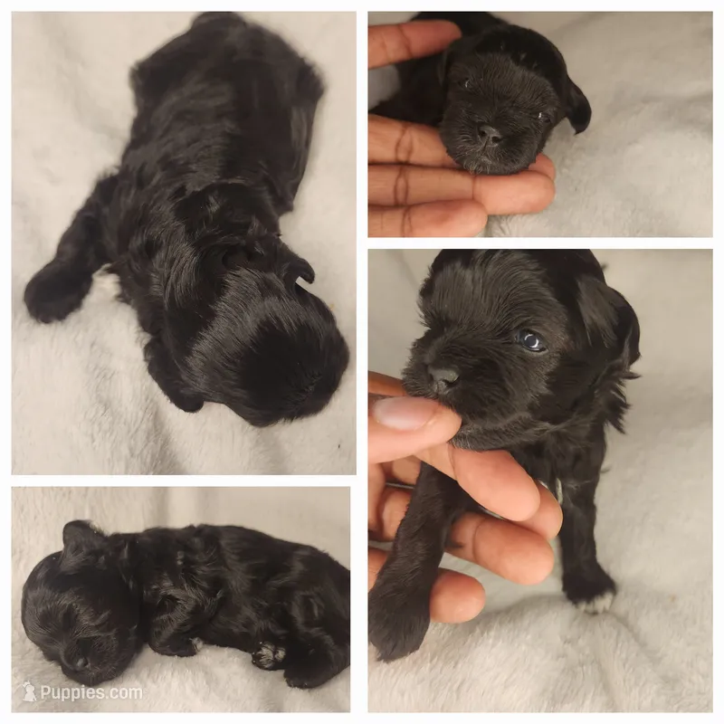 Luke – Shihpoo puppy for sale in Oxon Hill, MD