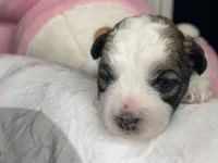 Bailey , a female Shihpoo for sale in Oxon Hill, MD – 1 of 7