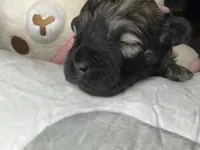 Benny, a male Shihpoo for sale in Oxon Hill, MD – 4 of 9