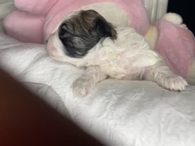 Bailey , a female Shihpoo for sale in Oxon Hill, MD – 6 of 7