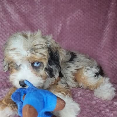 Piper, a female Cavapoo for sale in Oxon Hill, MD – 3 of 6