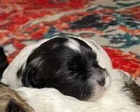 Amber, a female Shihpoo for sale in Oxon Hill, MD – 1 of 5