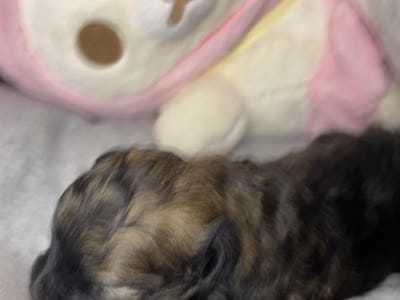 Hazel , a female Shihpoo for sale in Oxon Hill, MD – 5 of 5