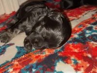 Oliver, a male Shihpoo for sale in Oxon Hill, MD – 5 of 8