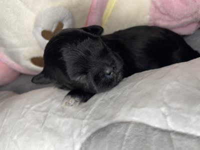 Luke, a male Shihpoo for sale in Oxon Hill, MD – 5 of 7