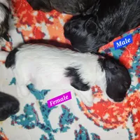 Luke, a male Shihpoo for sale in Oxon Hill, MD – 2 of 7