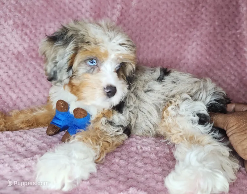 Piper – Cavapoo puppy for sale in Oxon Hill, MD