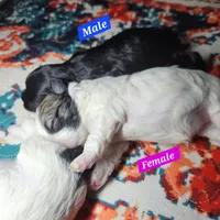 Bailey , a female Shihpoo for sale in Oxon Hill, MD – 3 of 7