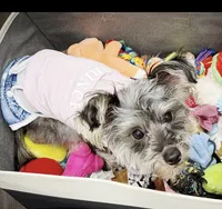 Yoda, a male Yorkshire Terrier for sale in Tampa, FL – 3 of 4
