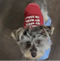 Yoda, a male Yorkshire Terrier for sale in Tampa, FL – 4 of 4